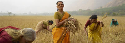 Mujeres en campo de trigo